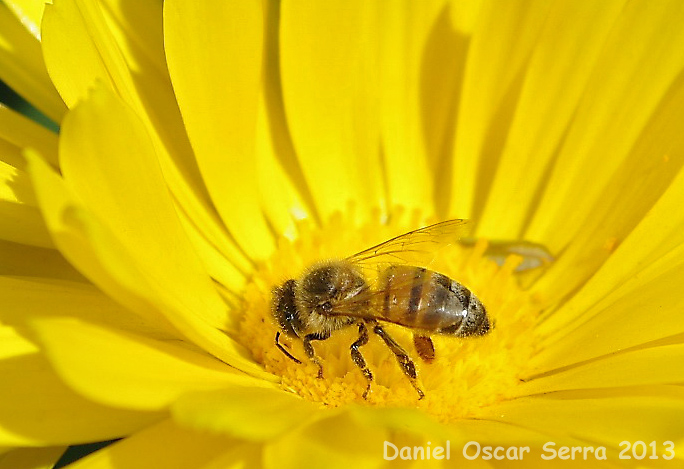 Abeja en calendula