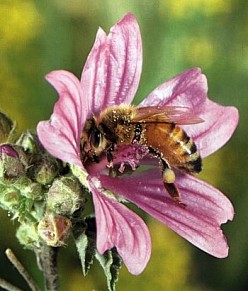 Abeja Libando