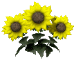 Girasoles